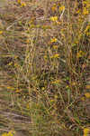 Longleaf sunflower